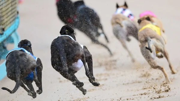 New Zealand plans to ban greyhound racing from 2026